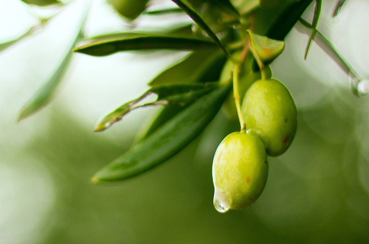 Ingrédients phares : l'huile d'Olive, un produit anti-âge naturel