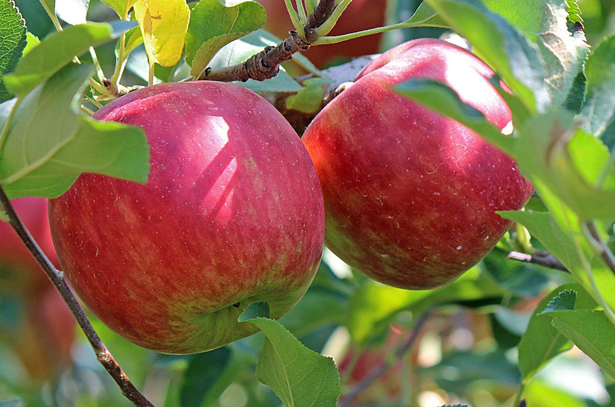 Le jus de pomme, antioxydant naturel